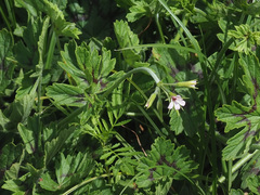 Pelargonium alchemilloides