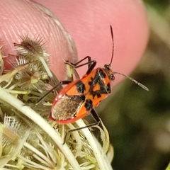Corizus hyoscyami