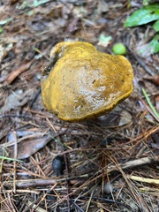 Retiboletus ornatipes