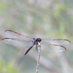 Libellula axilena