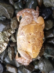 Hemigrapsus oregonensis