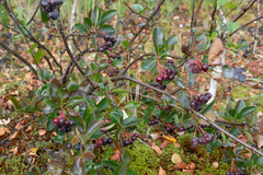 Aronia mitschurinii