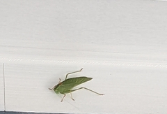 Microcentrum californicum