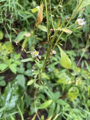 Erigeron strigosus