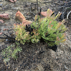 Serruria gremialis