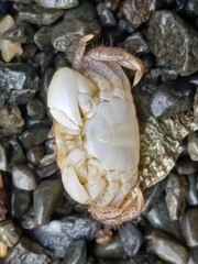 Hemigrapsus oregonensis