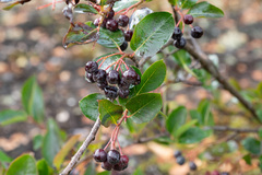 Aronia mitschurinii