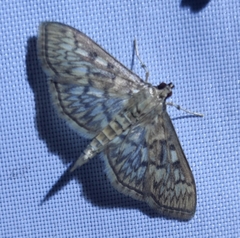 Herpetogramma