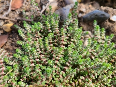 Illecebrum verticillatum