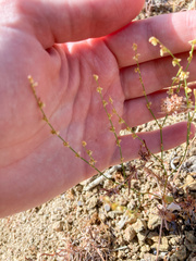 Eriogonum gracile