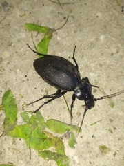 Carabus coriaceus