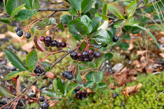 Aronia mitschurinii
