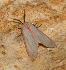 Pygarctia