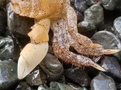 Hemigrapsus oregonensis