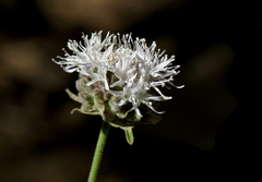 Monardella odoratissima