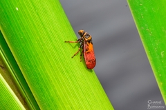 Locris areata