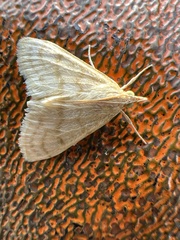 Paracorsia repandalis