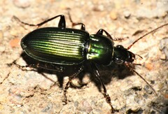 Poecilus scitulus