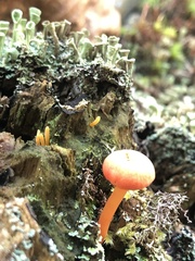 Hygrocybe miniata