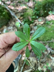 Chimaphila umbellata