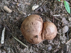 Scleroderma michiganense