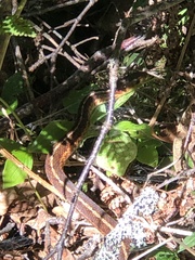 Thamnophis sirtalis pallidulus