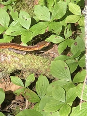 Thamnophis sirtalis pallidulus