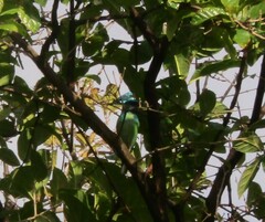 Dacnis cayana