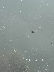 Trepobates subnitidus