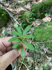 Chimaphila umbellata