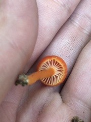 Hygrocybe miniata