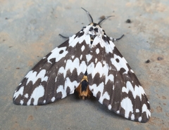 Lymantria atemeles