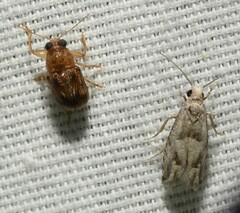 Pachybrachis integratus