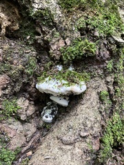 Rigidoporus populinus