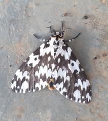 Lymantria atemeles