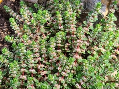 Illecebrum verticillatum