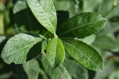 Salix aurita