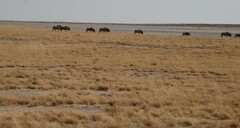 Connochaetes taurinus taurinus