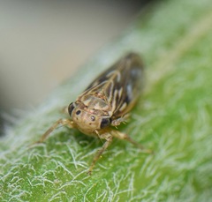 Agalliini