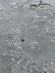 Trepobates subnitidus