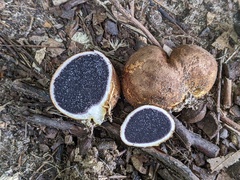 Scleroderma michiganense
