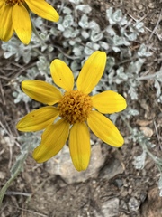 Eriophyllum lanatum