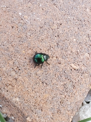 Leptinotarsa haldemani