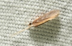 Cernotina