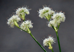 Eriogonum nudum