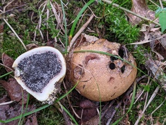 Scleroderma michiganense
