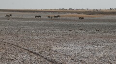 Equus quagga burchellii