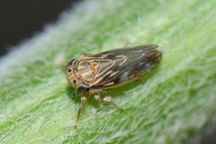 Agalliini