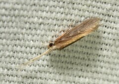 Cernotina