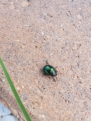 Leptinotarsa haldemani